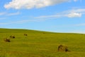 Hay bales Royalty Free Stock Photo