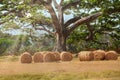 Hay bales below a huge tree in a farm field Royalty Free Stock Photo