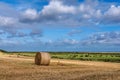 Hay Bales and Cattle in Rural Norfolk Royalty Free Stock Photo