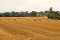Hay bales croped and rolled