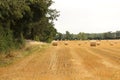 Hay bales croped and rolled