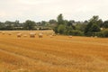 Hay bales croped and rolled