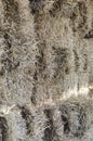 Hay bales Royalty Free Stock Photo