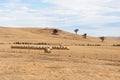 Hay bales on dry Australian farm landscape Royalty Free Stock Photo