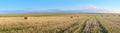 Hay bales at farm, on golden agriculture field, photography of wheat haystacks in summer. Rural scenery, landscape of Royalty Free Stock Photo