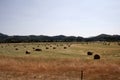 Hay bales in field