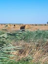 Hay and bales of hay on the field against blue sky Royalty Free Stock Photo