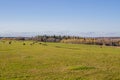 Hay bales in the field in autumn. Agricultural field with sky Royalty Free Stock Photo