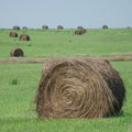 Hay Bales in a field Royalty Free Stock Photo