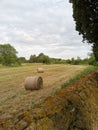 hay bales in a field after haymaking Royalty Free Stock Photo