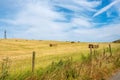 Hay bales in a field. Shropshire, England Royalty Free Stock Photo