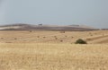 Hay Bales in Fields, Jerez, Cadiz Province, Spain