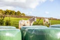 Hay bales, food for horses and other farm animals, storage for the winter Royalty Free Stock Photo