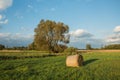 Hay bales on a green meadow, big willow tree, forest on the horizon and clouds on sky Royalty Free Stock Photo