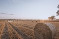 Hay bales on harvested farm field. Big straw bales