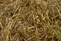 Hay bales in hayfield Royalty Free Stock Photo