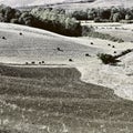 Hay Bales