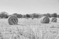 Hay Bales on a pasture field in black and white Royalty Free Stock Photo