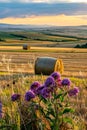 Hay bales and purple flowers on the field after harvest Royalty Free Stock Photo