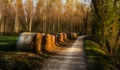 Hay bales on the Sile riverside north Italy at sunset. Royalty Free Stock Photo