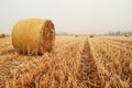 Hay bales in a wheat field Royalty Free Stock Photo