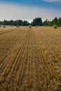 Hay bales in a wheat field.