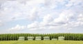 Hay bales wrapped in lime green plastic and stacked in a landscape with corn plants, a meadow and a blue sky with white clouds Royalty Free Stock Photo