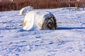 A hay ball is covered in snow Royalty Free Stock Photo