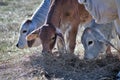Three Brahma Cows Eating Hay Royalty Free Stock Photo
