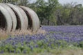 Hay Bluebonnets Royalty Free Stock Photo