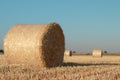 Hay bundles on a field Royalty Free Stock Photo