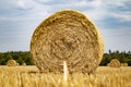 Hay bundles on a harvested field Royalty Free Stock Photo