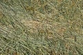 Hay with cereals and other wild herbs Royalty Free Stock Photo