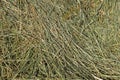 Hay with cereals other wild meadow grasses Royalty Free Stock Photo