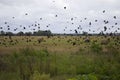 hay collected in rolls, autumn field, a large flock of flying black crows