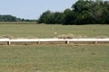 Hay crib at cattle feeding operation