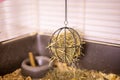 Hay and dried grass for rabbit in pet cage and dry food for rodents - pet feed