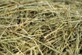 Hay from ecologically clean meadow grasses for feeding guinea pigs, hamsters and other rodents. Royalty Free Stock Photo