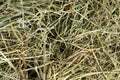 Hay from ecologically clean meadow grasses for feeding guinea pigs, hamsters and other rodents. Royalty Free Stock Photo