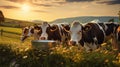 hay feeding cows