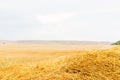 Hay on field outdoor Royalty Free Stock Photo