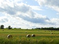 Round bale hay field bordered by yellow tickseed wildflowers