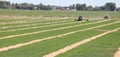 Turning cut and drying alfalfa hay for final drying. Royalty Free Stock Photo