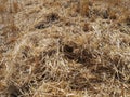 Hay in the harvested wheat field, wheat straw and straw in the field, straw in the field