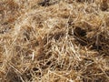Hay in the harvested wheat field, wheat straw and straw in the field, straw in the field