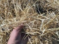 Hay in the harvested wheat field, wheat straw and straw in the field, straw in the field