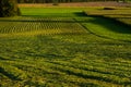Hay harvesting Royalty Free Stock Photo