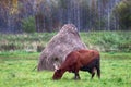 Hay harvesting for private sector