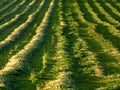 Hay making