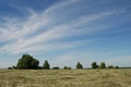 Hay meadow with trees